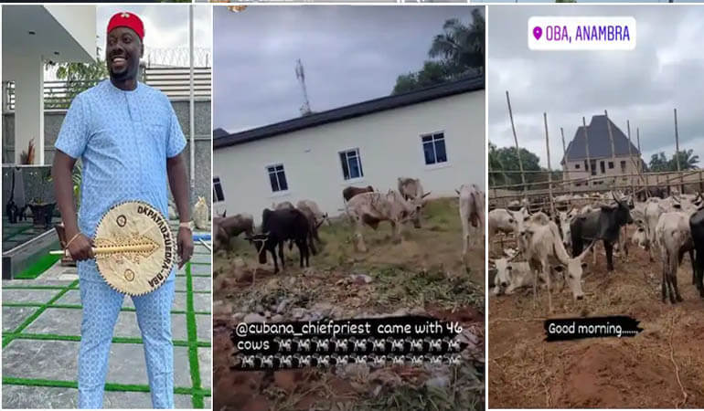 Cow gift at obi cubana mum's burial