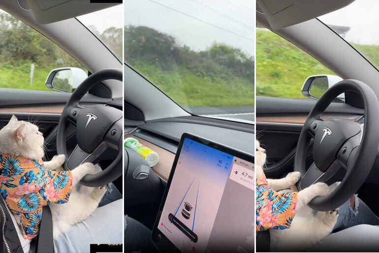 The Moment A Cat Was Seen Driving A Tesla On The Highway